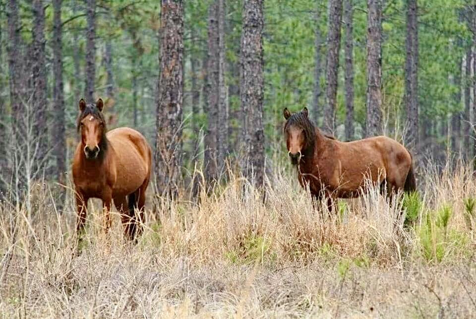 horses 2